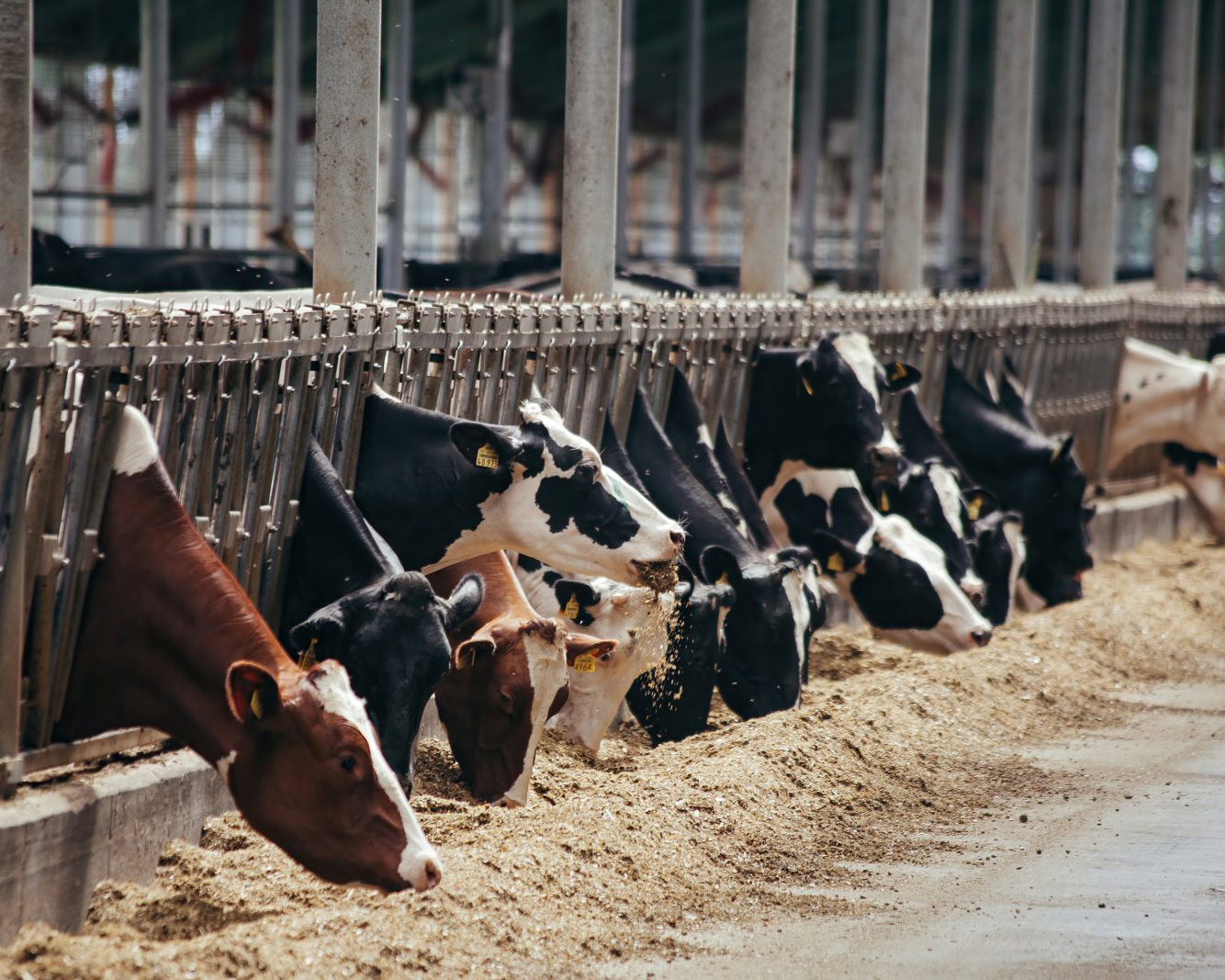 Dairy & Livestock Farming